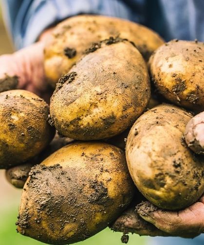 Patates alırken bu detayı gözden kaçırmayın! En taze ve lezzetli olanı seçmek meğer çok kolaymış