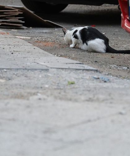 Kedi tırmalamasıyla da kuduz bulaşabilir! Uzman isim uyardı: Her kedi kuduz değil ama bu belirtiye dikkat