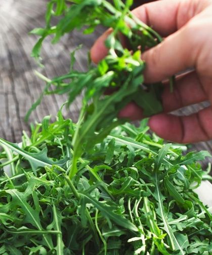 Pazardan ve marketten seçerken mutlaka sapına bakın! Roka nasıl seçilir? İşte roka hakkında bilinmeyen detaylar