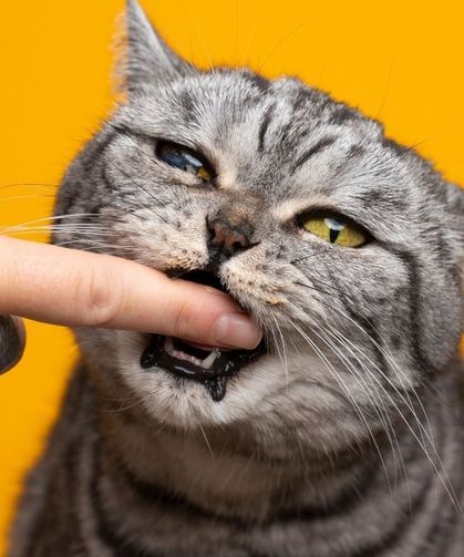 Tatlı bir şey görünce neden ısırmak istiyoruz? İşte beynin verdiği ilginç tepki