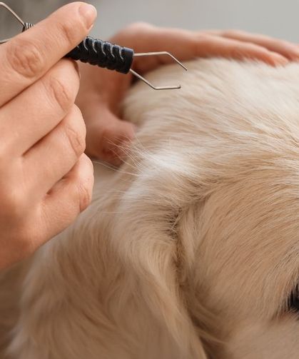 Köpeklerde kıtık oluşmaması için ne yapılır? Tüylerin düğümlenmesini önleyen bakım önerileri