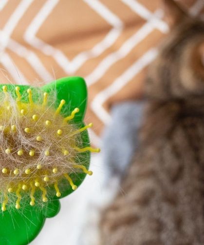 Sonbahar geldi, kediler tüy dökmeye başladı! Meğer nedeni sadece mevsim geçişi değilmiş