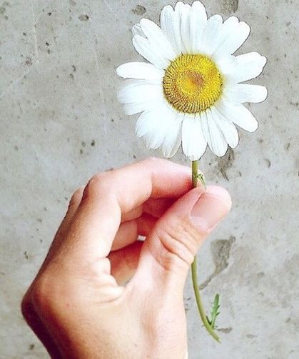 Hediye helen çiçekleri atmayın! Evde uygulayabileceğiniz kurutma yöntemleriyle yıllarca saklayın