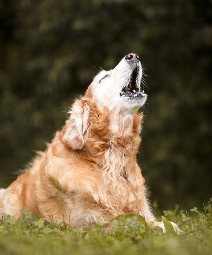 Yıllardır yanlış biliyorsunuz! Köpeğiniz gece uzun uzun uluyorsa nedeni sandığınız şey olmayabilir