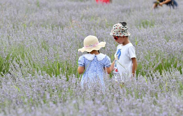 Mor tarlalar ziyaretçilerle doldu! Türkiye'nin en büyük lavanta bahçesinde festival coşkusu başladı