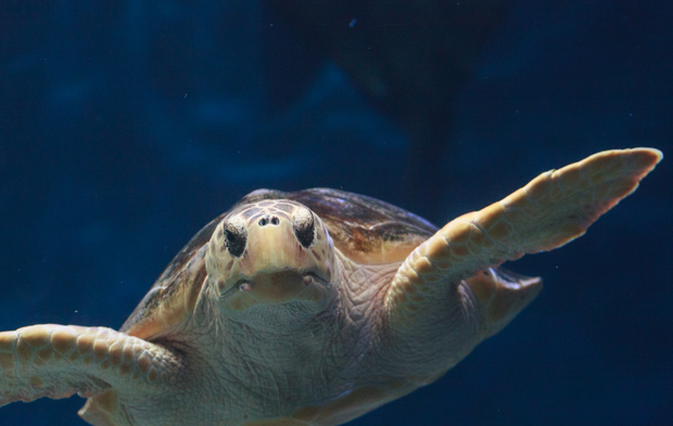 Muğla'da binlerce caretta caretta yavrusu denizle buluştu