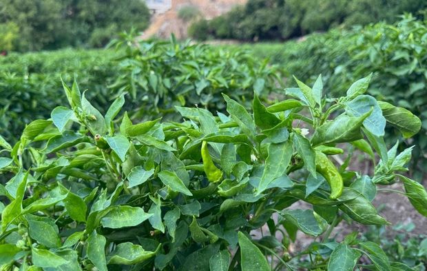 Tescilli lezzeti 81 ilde talep görüyor: Kokusu ve aromasıyla ayrılıyor! Çermik biberi tezgahlarda yerini aldı