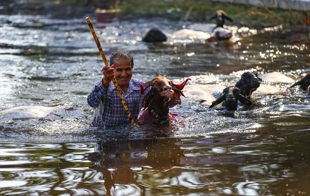 UNESCO listesindeki 853 yıllık gelenekte büyük yarış! "Elci" koyunlar Büyük Menderes'e girdi