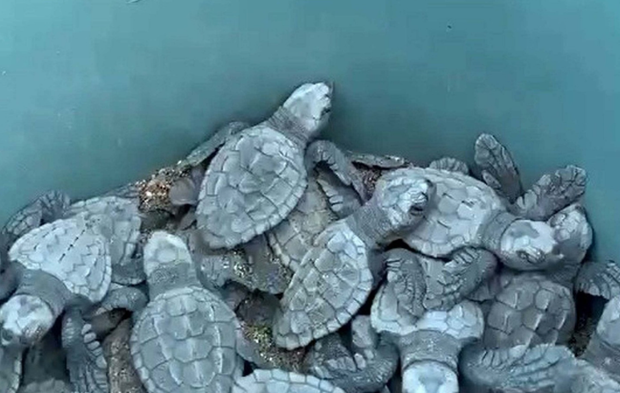 İztuzu Sahili'nde caretta caretta mesaisi! Binlerce yavru yuvaya kavuştu