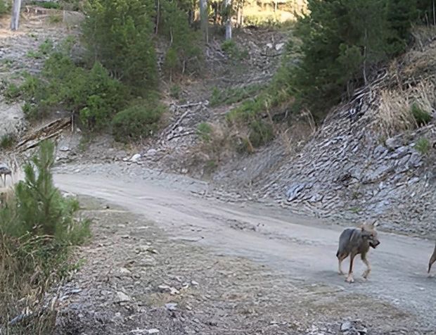 Muğla'da yaban hayatı foto kapanlarla görüntülendi