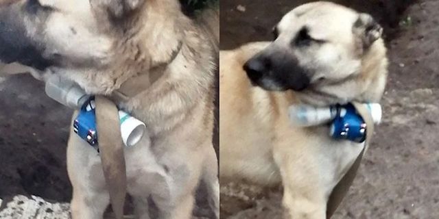 Bomba taşıyan köpekle terör eylemi girişimi