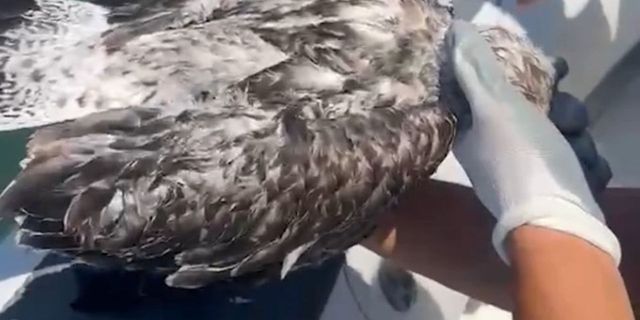 İzmir'de martı için zamanla yarıştılar! Ekipler seferber oldu