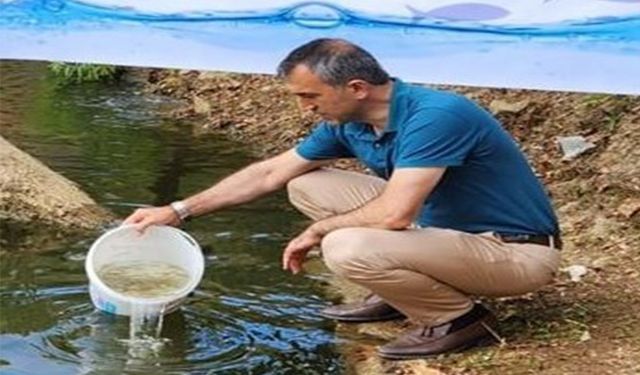 Amasya’da üretilen yavru sazanlar Trabzon’da göllere bırakıldı