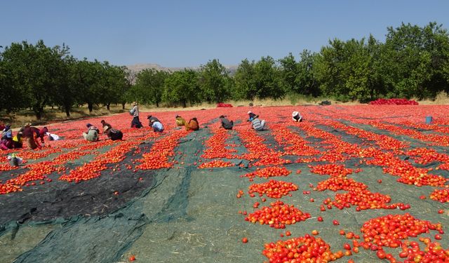 Kurutulmuş domatesler ihrac ediliyor