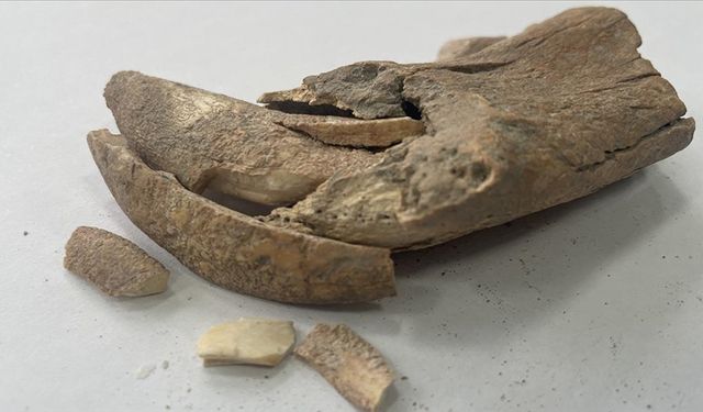 Apemeia Antik Kenti'nde büyük bir kedi türüne ait çene kemiği parçası bulundu