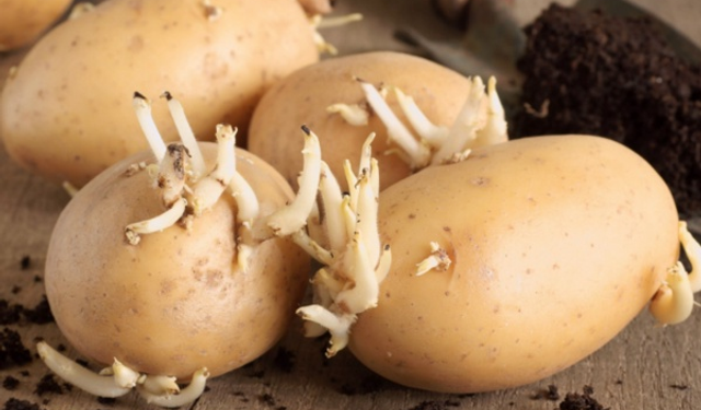 Patates zehirlenmesi riskine karşı dikkatli olun: Solanin tehlikesi