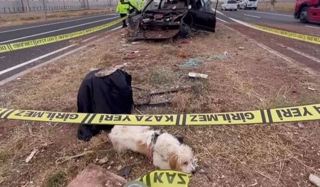 Sahibi trafik kazasında hayatını kaybeden köpek olay yerinden ayrılmadı