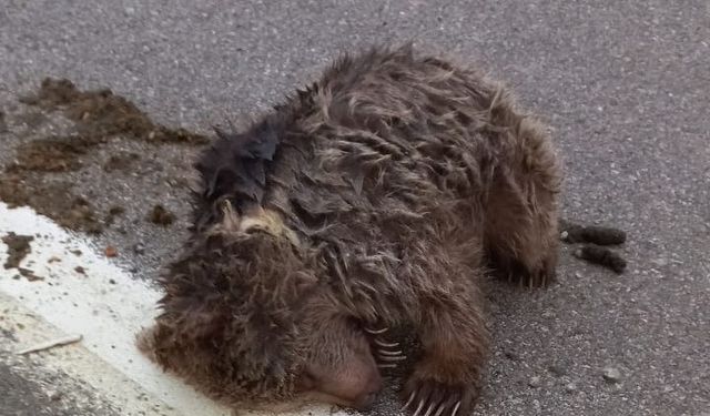 Sinop’ta aracın çarptığı yavru ayı ölü taklidi yaparak ormana kaçtı