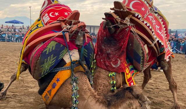 Alaşehir'de deve güreşi kültürü yaşatılıyor