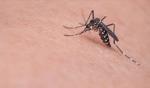 Dang humması tehdidi: Sivrisinek kaynaklı viral hastalığa karşı küresel mücadele