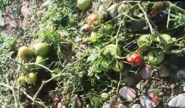 Dolu yağışı domates tarlasında zarara neden oldu