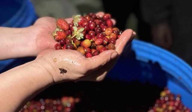 Türk iş insanları Etiyopya'da fermente kahve üretiyor
