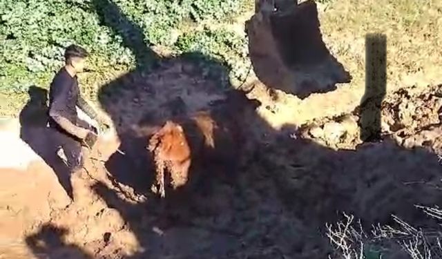 Şırnak’ta çamura saplanan inek iki gün sonra kepçeyle kurtarıldı