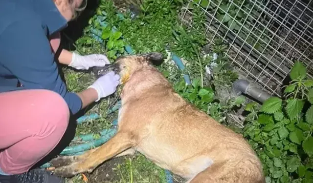 Bodrum’da 4 köpek ile 3 kedi zehirlenerek öldürüldü