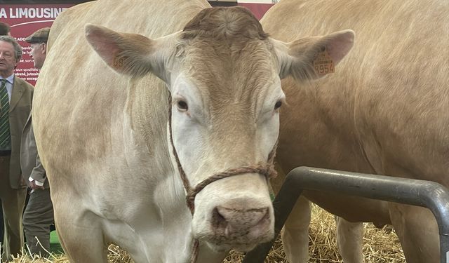 Paris'te geleneksel tarım fuarında 990 kilogramlık inek 17 bin avrodan alıcı buldu