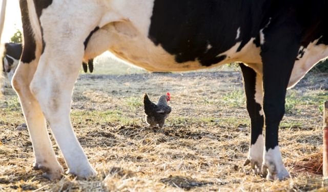 Aralıkta süt ve yumurta üretimi arttı, tavuk eti üretimi azaldı