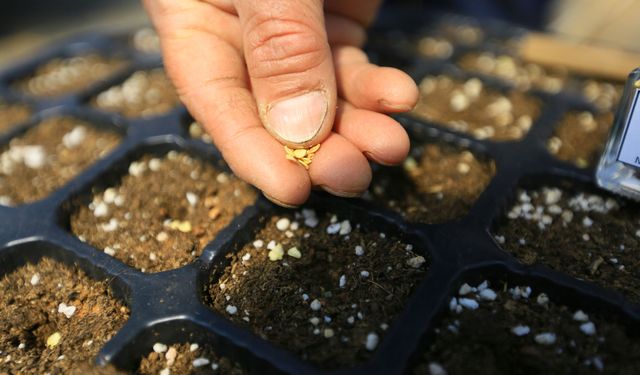 Büyükşehir 1 milyon yerel tohumun dağıtımına başladı