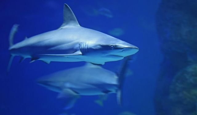 Denizlerin efendisi: Köpekbalıklarının merak edilen yaşamı