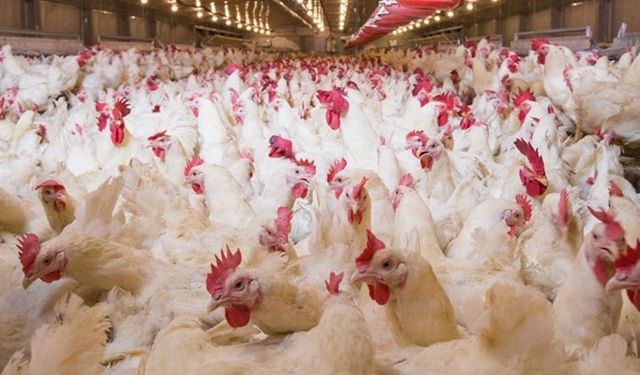 Devlet tesisi soyuldu: 133 ton tavuk çaldılar