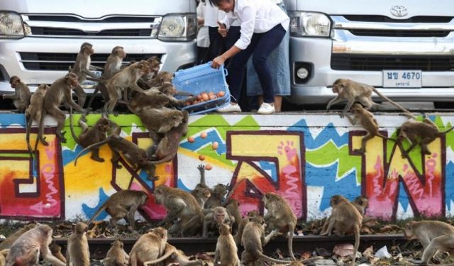 Tayland'da maymun istilası: Hayalet şehre dönüşecek