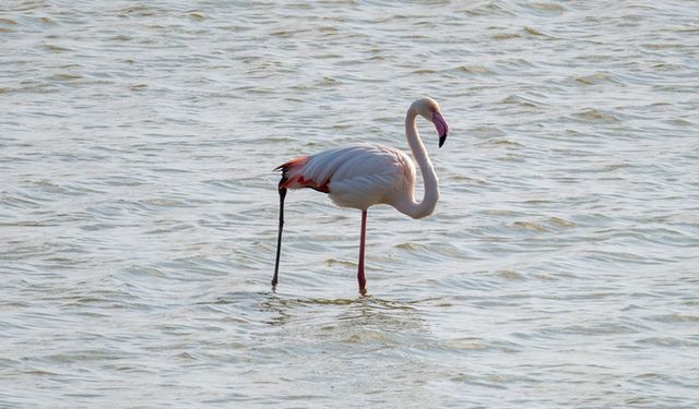 Adana'da yaralı flamingo görüntülendi