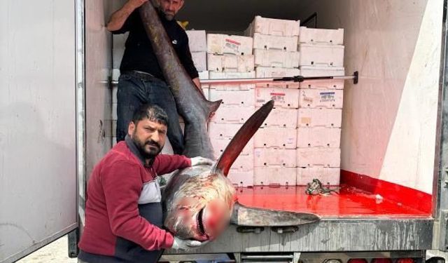 Karataş açıklarında 200 kiloluk köpek balığı ağlara takıldı