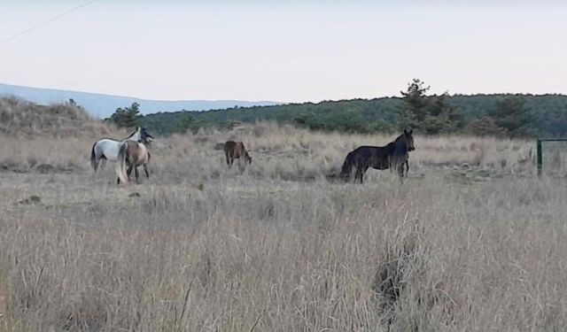 Kütahya'da yabani atlar görüntülendi