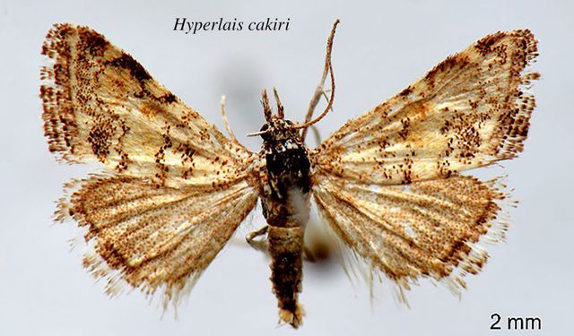 Bitlis Eren ve Batman Üniversiteleri'nden yeni kelebek türü keşfedildi