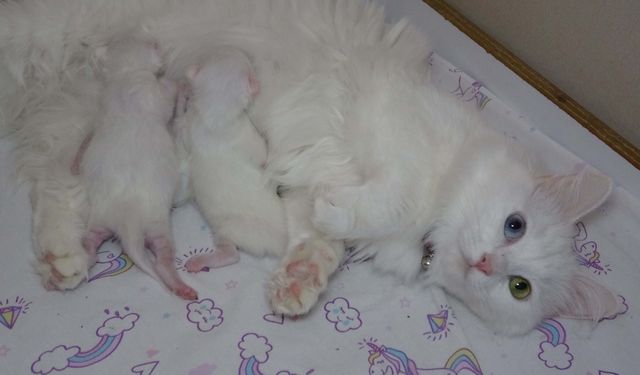 En güzel Van kedisi ‘Mia’ üçüncü kez anne oldu
