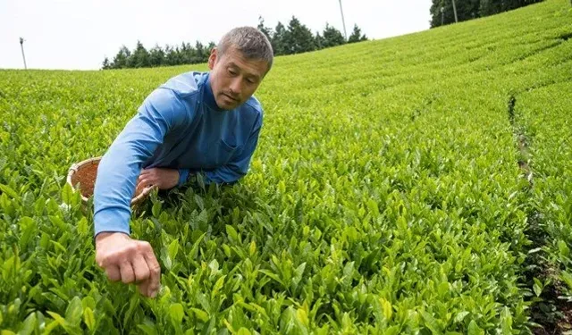 Japonya'da ilk hasat edilen yeşil çaya rekor fiyat: Kilogramı 1,11 milyon yene alıcı buldu