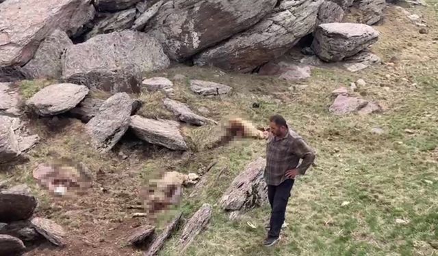 Kars’ta kurt saldırısı: 70 koyunu telef oldu