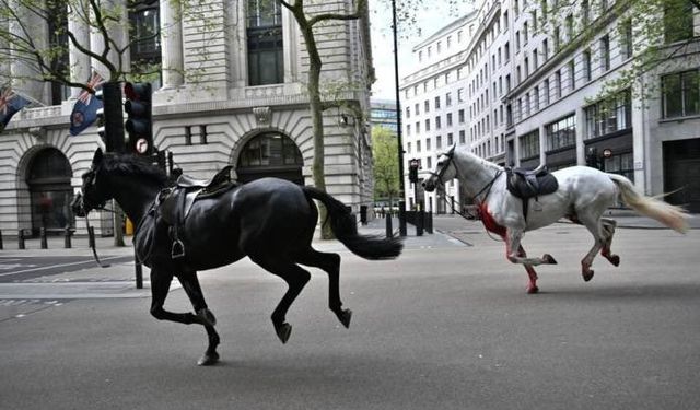 Londra’da kaçan Kraliyet atları ortalığı birbirine kattı: 4 yaralı