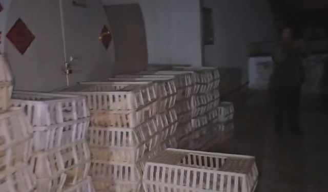 Tavuk hırsızlarına jandarma şoku: Böyle yakalandılar