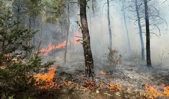 Sinop'ta orman yangını: 5 hektarlık alan zarar gördü