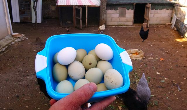 Yeşil yumurtanın tanesi 20 liradan satılıyor