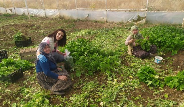 Eskişehir'de sağlıklı tarımsal üretim çalışmaları devam ediyor
