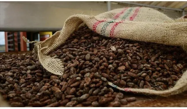 Kakao fiyatlarında sert düşüş