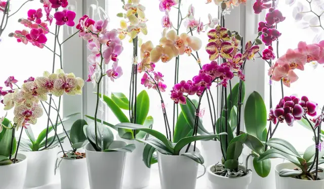Orkide Bakımı: Doğru Yöntemlerle Sağlıklı ve Güzel Çiçekler
