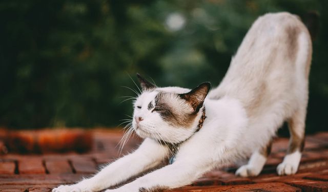 Kediler eşyaları neden tırmalar? Bu önlenebilir mi?