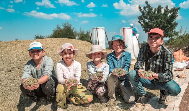 Mis gibi kekik kokusuyla Avrupa ve Uzak Doğu’daki ülkeleri cezbediyorlar